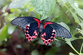 Scarlet Mormon (Papilio rumanzovia), Tropical greenhouse of Nancy Botanical Garden, Lorraine, France