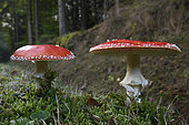 Fly agaric (Amanita muscaria), Vosges, France