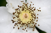 Dog rose (Rosa canina), stamens and pistil of a rose flower, Vosges, France