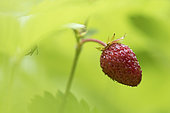 Wild strawberry (Fragaria vesca), Vosges, France