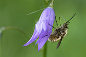 Large bee fly (Bombylius major) on flower, Vosges, France