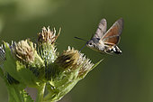 Olive Bee Hawk-moth (Macroglossum stellatarum) foraging in flight, Vosges, France