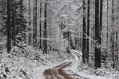 Sentier forestier dans une forêt mélèzes en hiver, Vosges, France