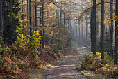 Sentier forestier dans une forêt mélèzes en automne, Vosges, France