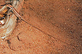 Long-nosed water Dragon (Amphibolurus longirostris), Kalbarri National Park, WA, Australia