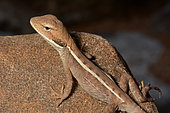 Long-nosed water Dragon (Amphibolurus longirostris), Kalbarri National Park, WA, Australia