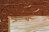 Long-nosed water Dragon (Amphibolurus longirostris), Yulara, Red Center, NT, Australie