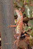 Ring-tailed Dragon (Ctenophorus caudicinctus) fe, Karijini National Park, WA, Australia