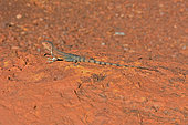Ring-tailed Dragon (Ctenophorus caudicinctus) male, Karijini National Park, WA, Australia