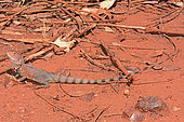 Ring-tailed Dragon (Ctenophorus caudicinctus) male, Karijini National Park, WA, Australia