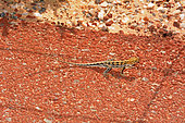 Spotted Military Dragon (Ctenophorus maculatus maculatus), Kalbarri National Park, WA, Australia