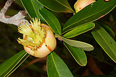 Houp (Montrouziera sphaeroidea), Blue River, New Caledonia