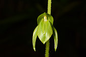 Orchid (Achlydosa glandulosa), Blue River, New Caledonia
