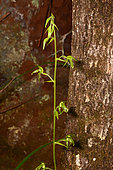 Orchid (Achlydosa glandulosa), Blue River, New Caledonia