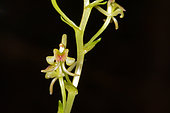 Orchid (Liparis laxa), Blue River, New Caledonia