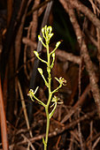 Orchid (Liparis laxa), Blue River, New Caledonia