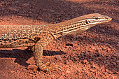 Western Australia Argus Monitor (Varanus panoptes rubidus), Karijini National Park, WA, Australia