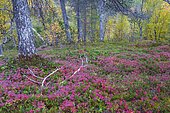 Forest floor in autumn, Ånderdalen National Park, Senja, Norway, Europe