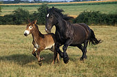 Mulassière du Poitou et mule, jument et son poulain