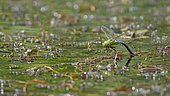 Emperor dragonfly (Anax imperator), adult female laying eggs on water plants, Burgenland, Austria, Europe