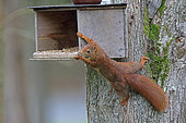 Red squirrel (Sciurus vulgaris) at the manger, Normandy, France