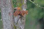 Red squirrel (Sciurus vulgaris) eating a nut, Normandy, France