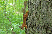 Ecureuil roux (Sciurus vulgaris) sur un Mélèze, Russie