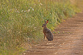 European hare (Lepus europaeus) on freshly mown flax, Normandy, France