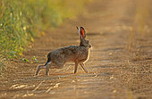 European hare (Lepus europaeus) on freshly mown flax, Normandy, France