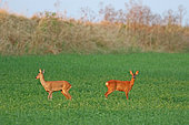 Roebuck (Capreolus capreolus) females in a field of alfalfa, Normandy, France