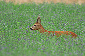 Roebuck (Capreolus capreolus) buck in a field of alfalfa, Normandy, France
