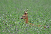 Roebuck (Capreolus capreolus) buck in a field of alfalfa, Normandy, France