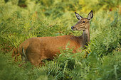 Red Deer (Cervus elaphus), hind in ferns, Normandy, France