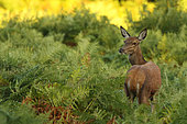 Red Deer (Cervus elaphus), hind in ferns, Normandy, France