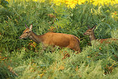 Red Deer (Cervus elaphus), hind and fawn 4 months old in ferns, Normandy, France