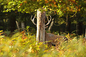 Red Deer (Cervus elaphus), male hidden during the rut, Normandy, France
