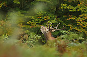 Red Deer (Cervus elaphus), male deer bellowing, Normandy, France