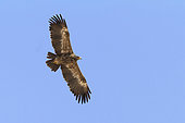 Steppe Eagle (Aquila nipalensis orientalis), bottom view of a juvenile migrating over Sinai Peninsula, South Sinai Governorate, Egypt