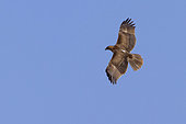 Bonelli's Eagle (Aquila fasciata), juvenile in flight showing underparts, South Sinai Governorate, Egypt