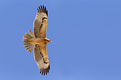 Bonelli's Eagle (Aquila fasciata), juvenile in flight showing underparts, South Sinai Governorate, Egypt