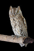 Eurasian Scops Owl (Otus scops), adult perched on a branch, Campania, Italy
