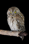 Eurasian Scops Owl (Otus scops), adult perched on a branch, Campania, Italy