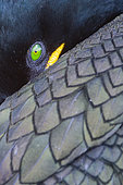 European Shag (Phalacrocorax aristotelis), close-up of an adult, Northumberland, UK
