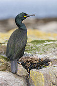 European Shag (Phalacrocorax aristotelis), Northumberland, United Kingdom