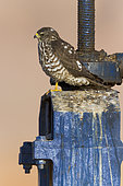 Levant Sparrowhawk (Accipiter brevipes), juvenile standing on a sluice, South Sinai Governorate, Egypt