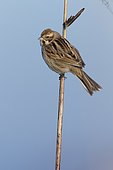 Reed Bunting (Emberiza schoeniclus), adult female in winter plumage perched on a reed, Lazio, Italy