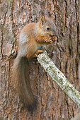 Red Squirrel (Sciurus vulgaris), adult feeding and sitting on a pine branch, Lappland, Finland