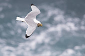 Black-legged Kittiwake (Rissa tridactyla), adult in flight carrying material for the nest, Northeastern Region, Iceland