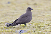 Parasitic Jaeger (Stercorarius parasiticus), dark morph adult standing on the ground under the rain, Southern Region, Iceland