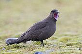 Parasitic Jaeger (Stercorarius parasiticus), dark morph adult standing on the ground with open mouth, Southern Region, Iceland